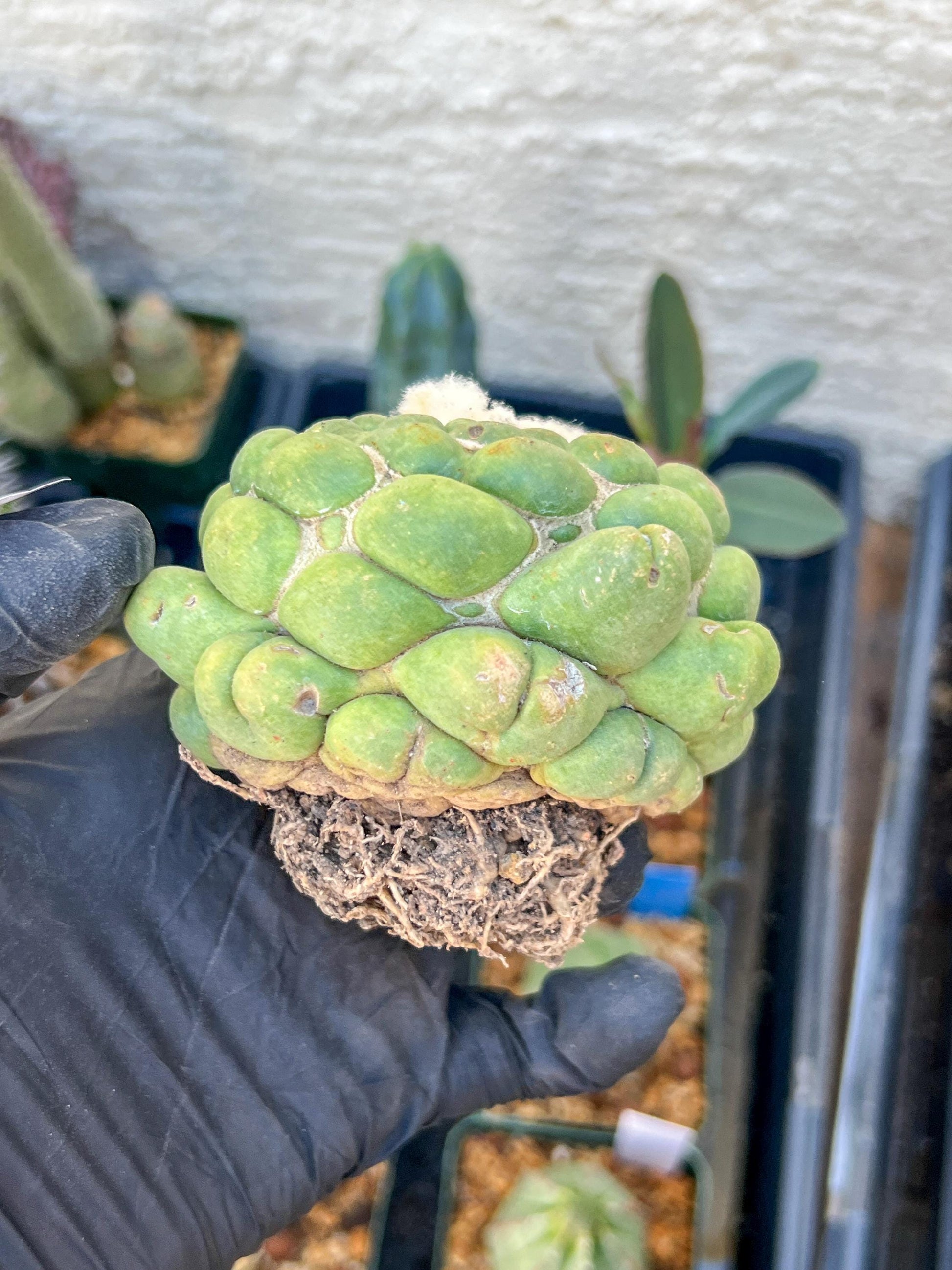 Rare Coryphantha Elephantidens cv. Inermis (#5) | Imported Plants