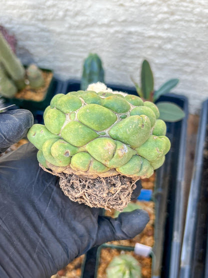 Rare Coryphantha Elephantidens cv. Inermis (#5) | Imported Plants