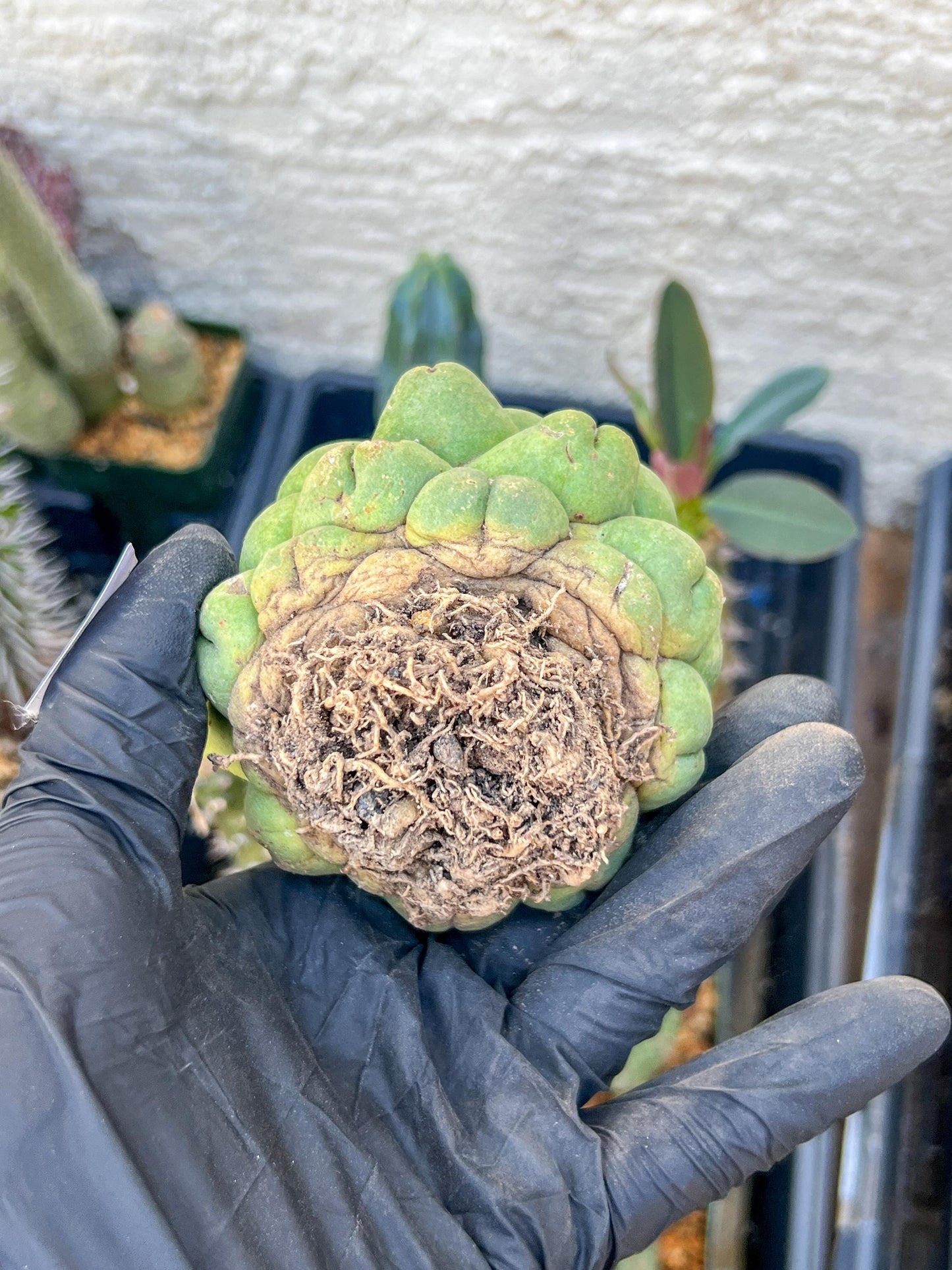 Rare Coryphantha Elephantidens cv. Inermis (#5) | Imported Plants