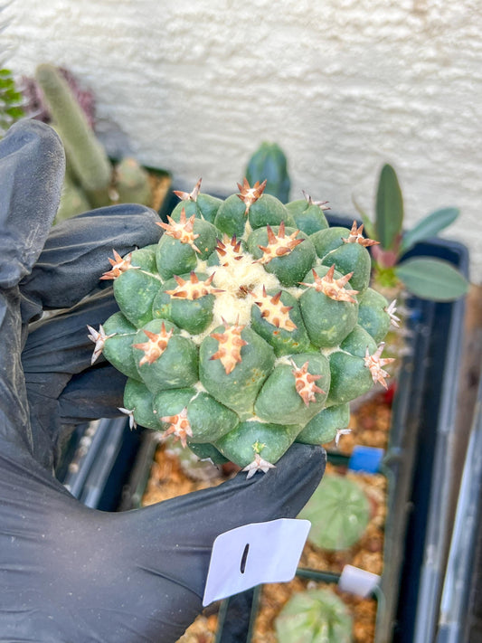 Coryphantha Elephantidens Var. Tanshi (G-Y) | Imported Cactus