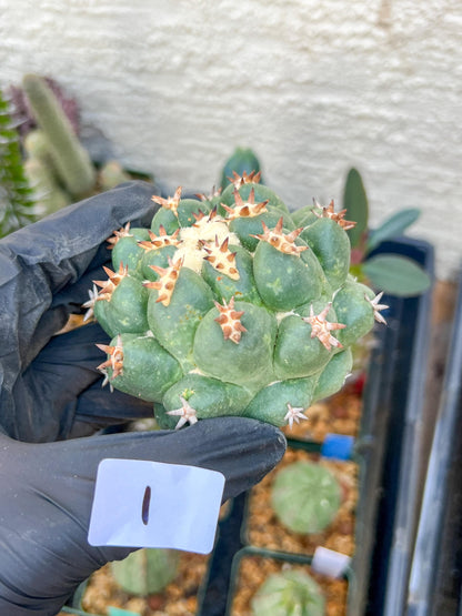Coryphantha Elephantidens Var. Tanshi (G-Y) | Imported Cactus
