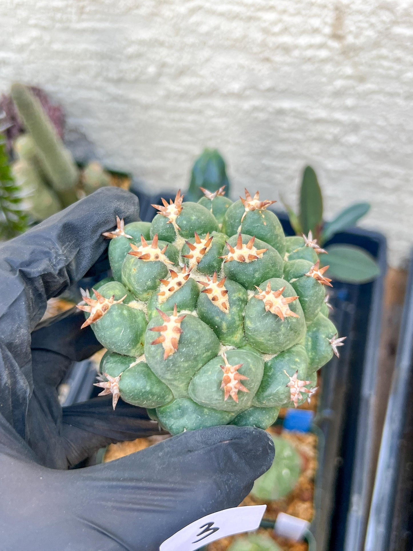 Coryphantha Elephantidens Var. Tanshi (G-Y) | Imported Cactus