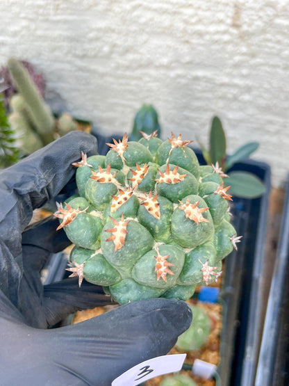 Coryphantha Elephantidens Var. Tanshi (G-Y) | Imported Cactus