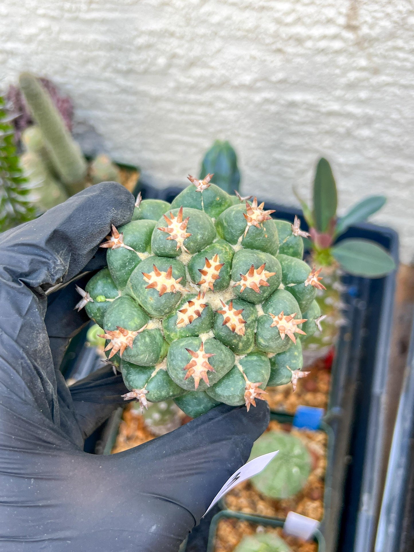 Coryphantha Elephantidens Var. Tanshi (G-Y) | Imported Cactus