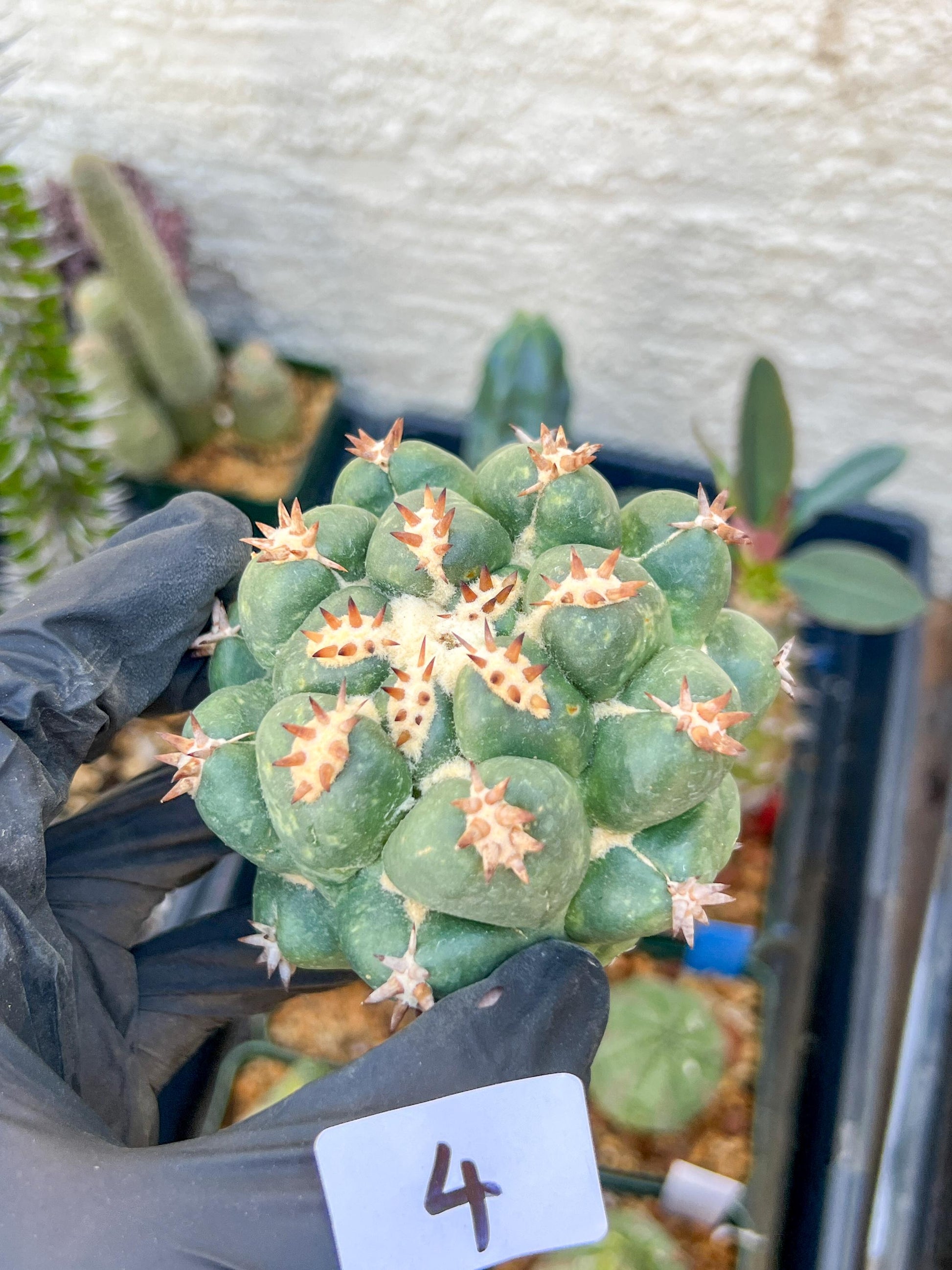 Mature Coryphantha Tanshi (#4) | Imported Cactus