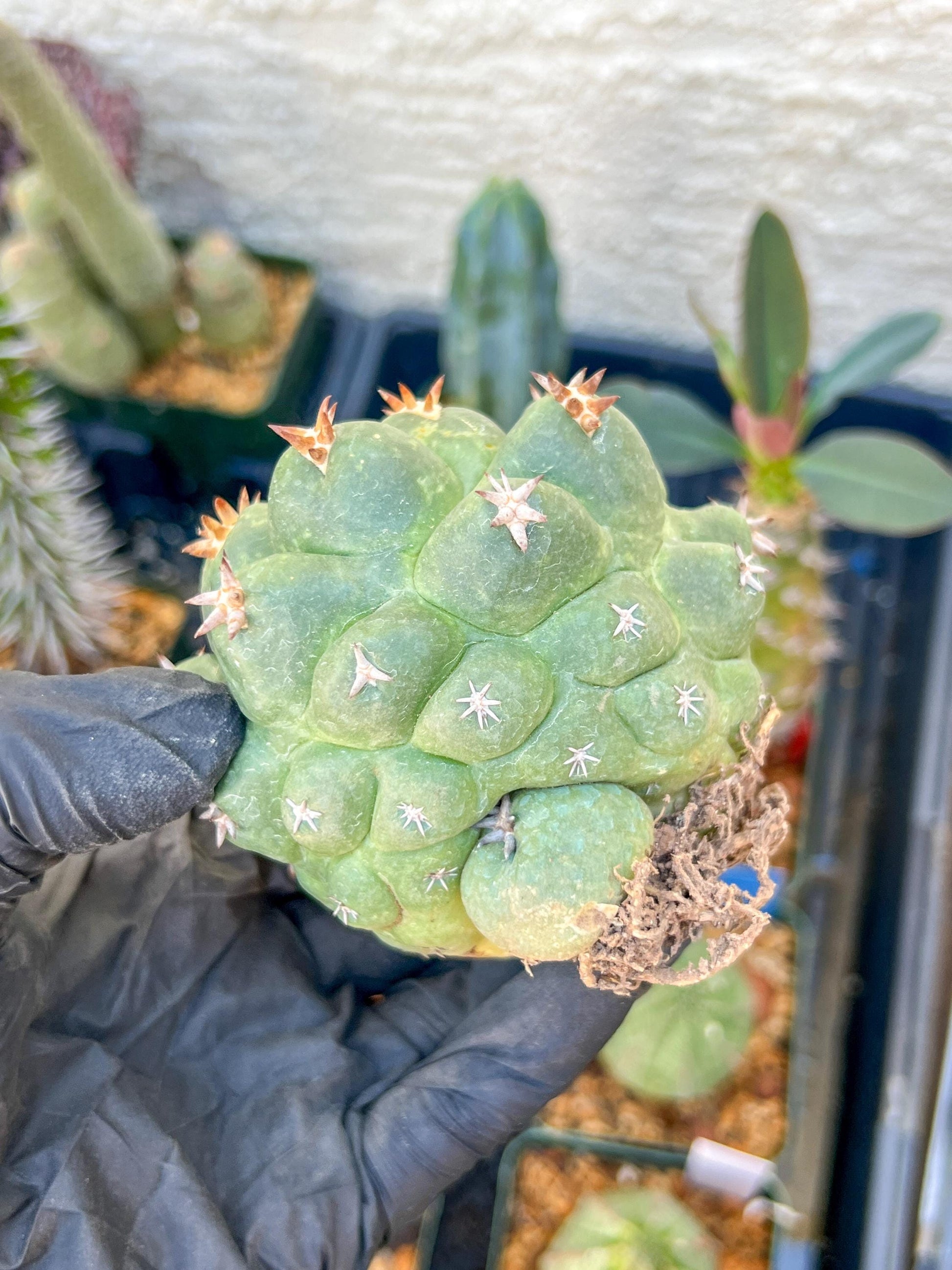 Mature Coryphantha Tanshi (#4) | Imported Cactus