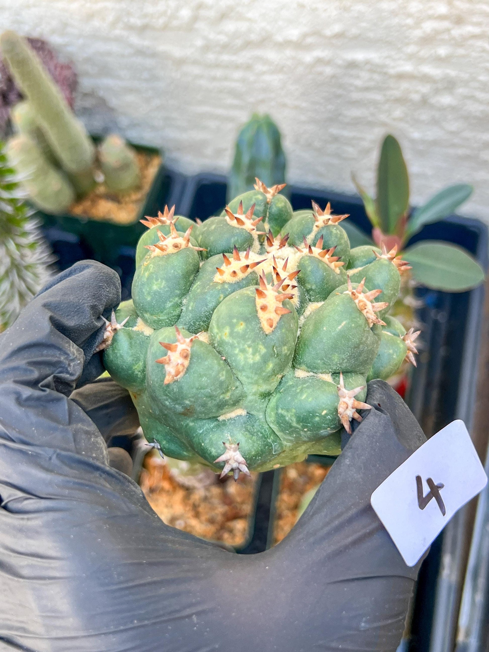 Mature Coryphantha Tanshi (#4) | Imported Cactus