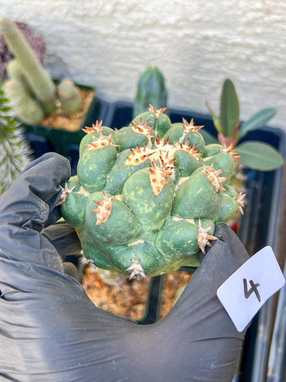 Mature Coryphantha Tanshi (#4) | Imported Cactus