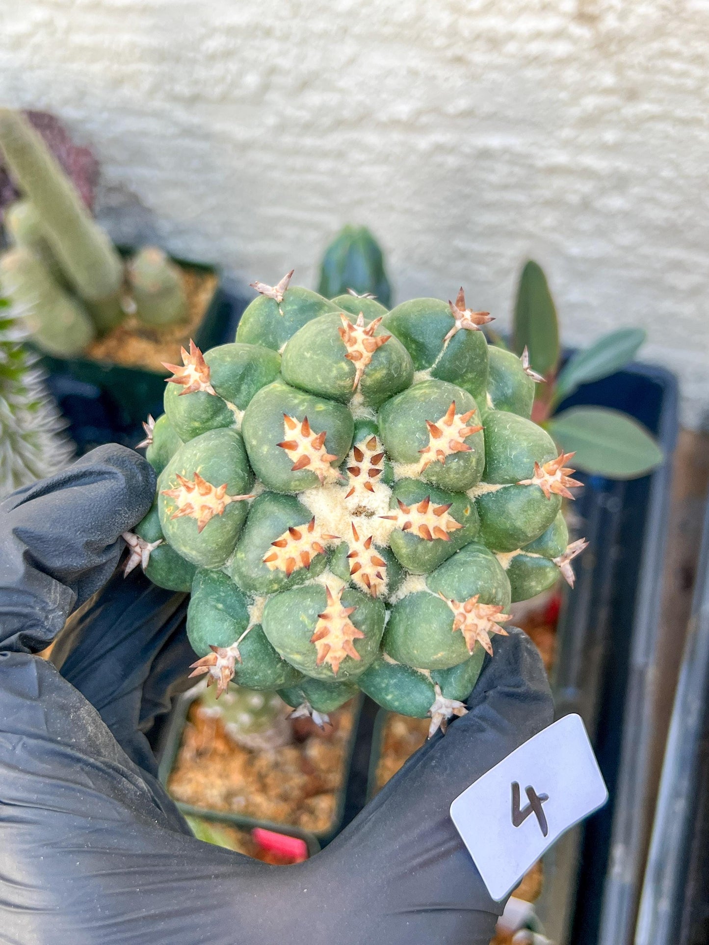 Mature Coryphantha Tanshi (#4) | Imported Cactus