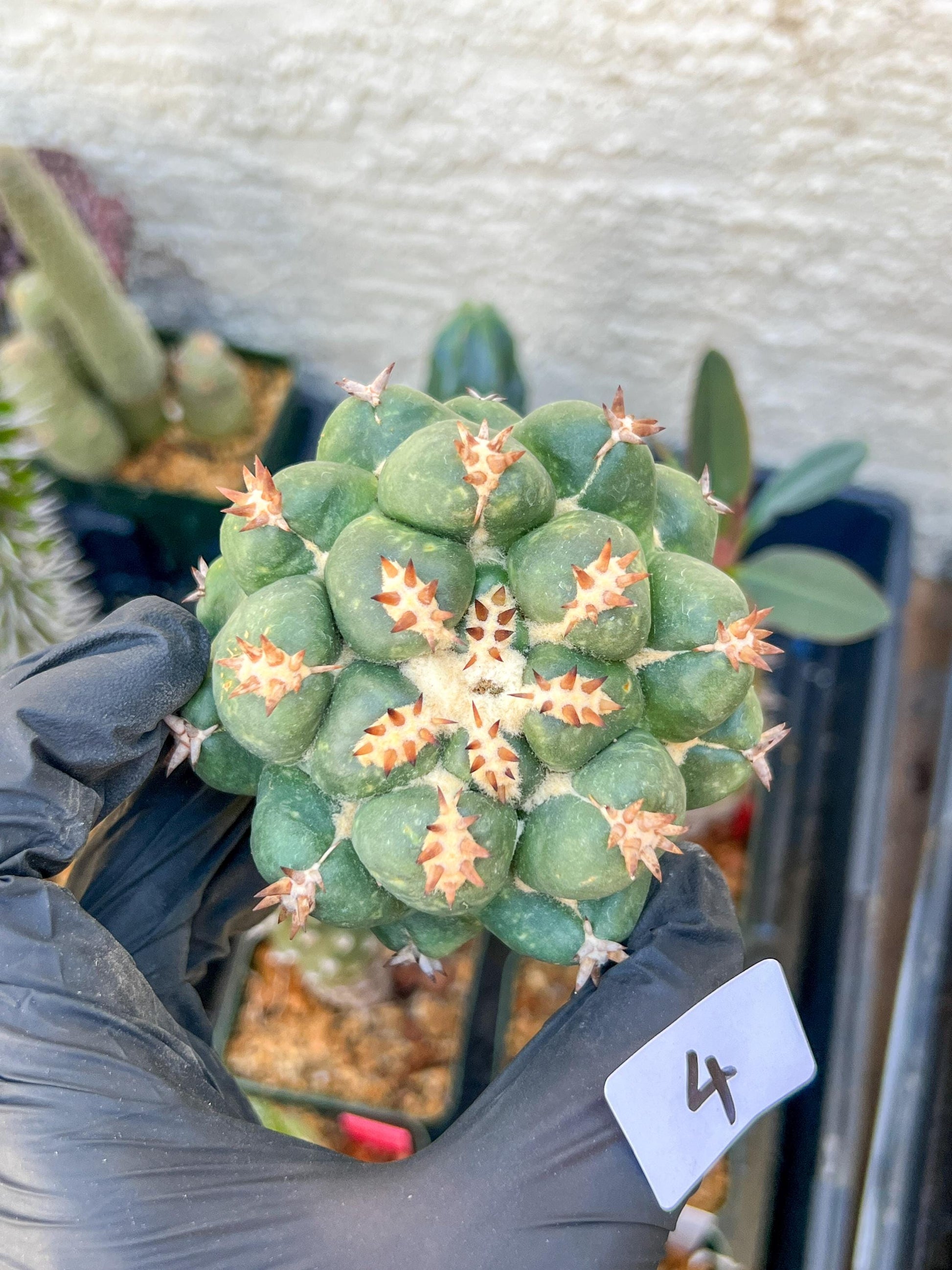 Mature Coryphantha Tanshi (#4) | Imported Cactus
