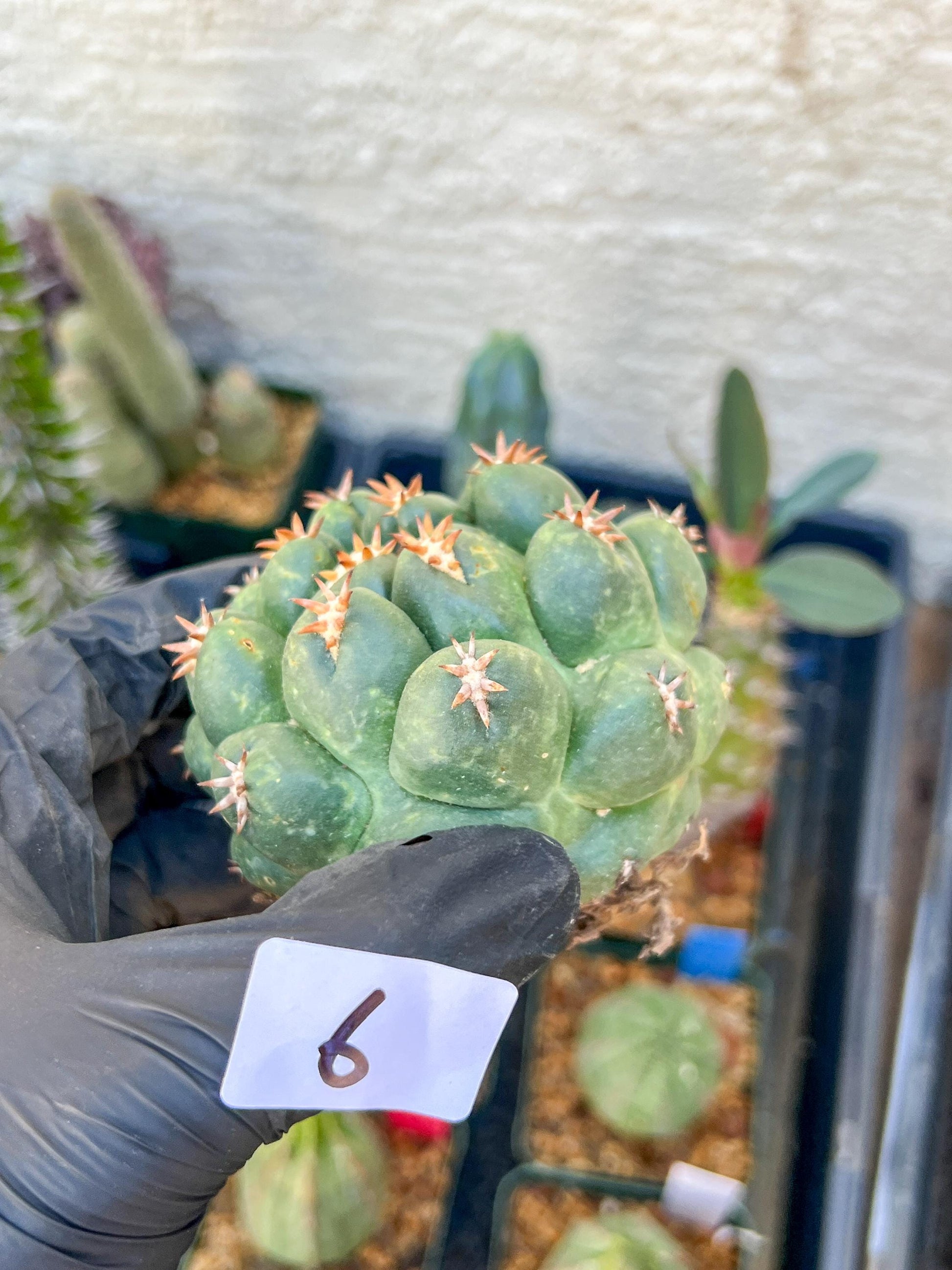 Mature Coryphantha Tanshi (#6) | Imported Cactus