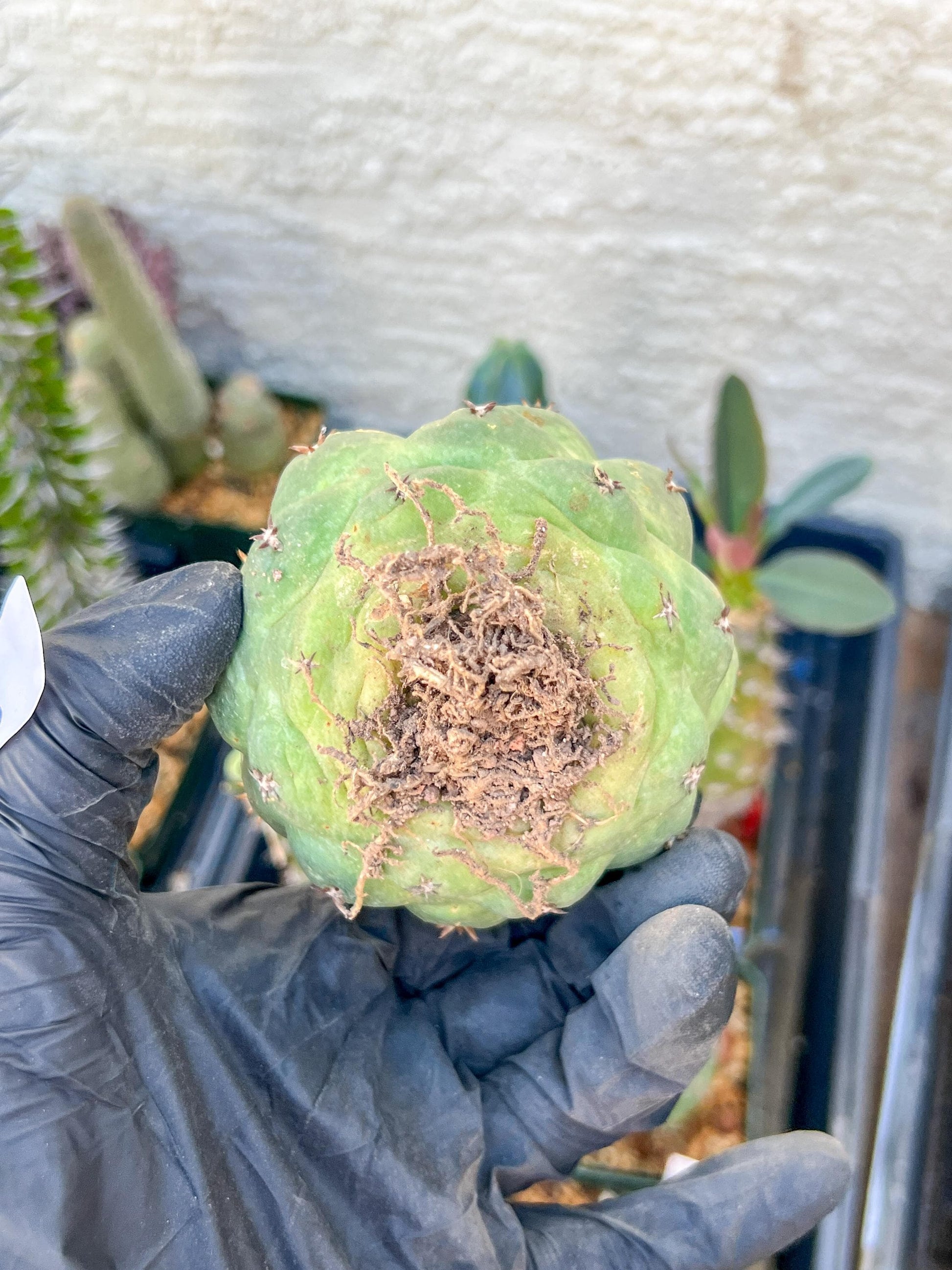 Mature Coryphantha Tanshi (#6) | Imported Cactus