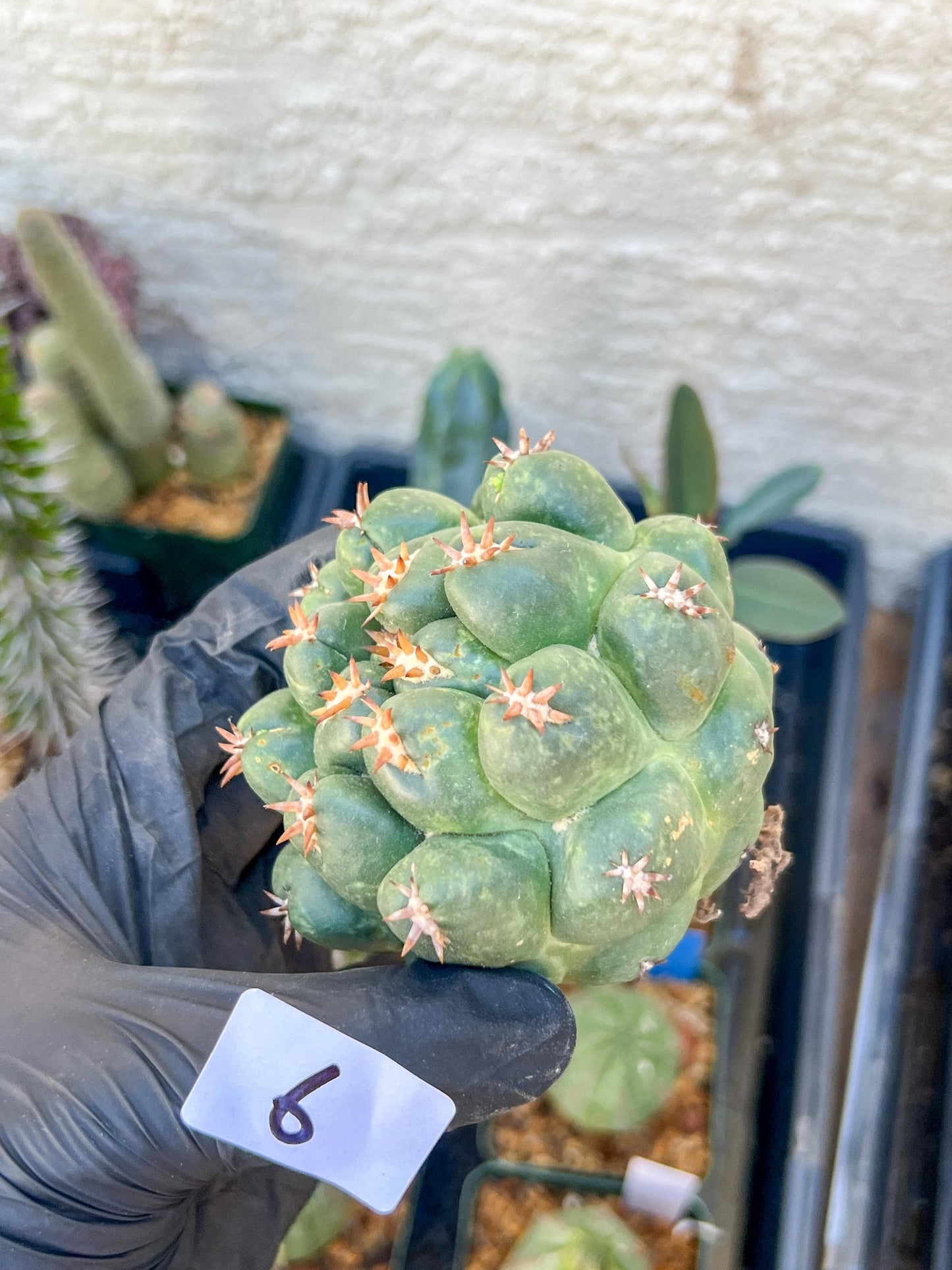 Mature Coryphantha Tanshi (#6) | Imported Cactus