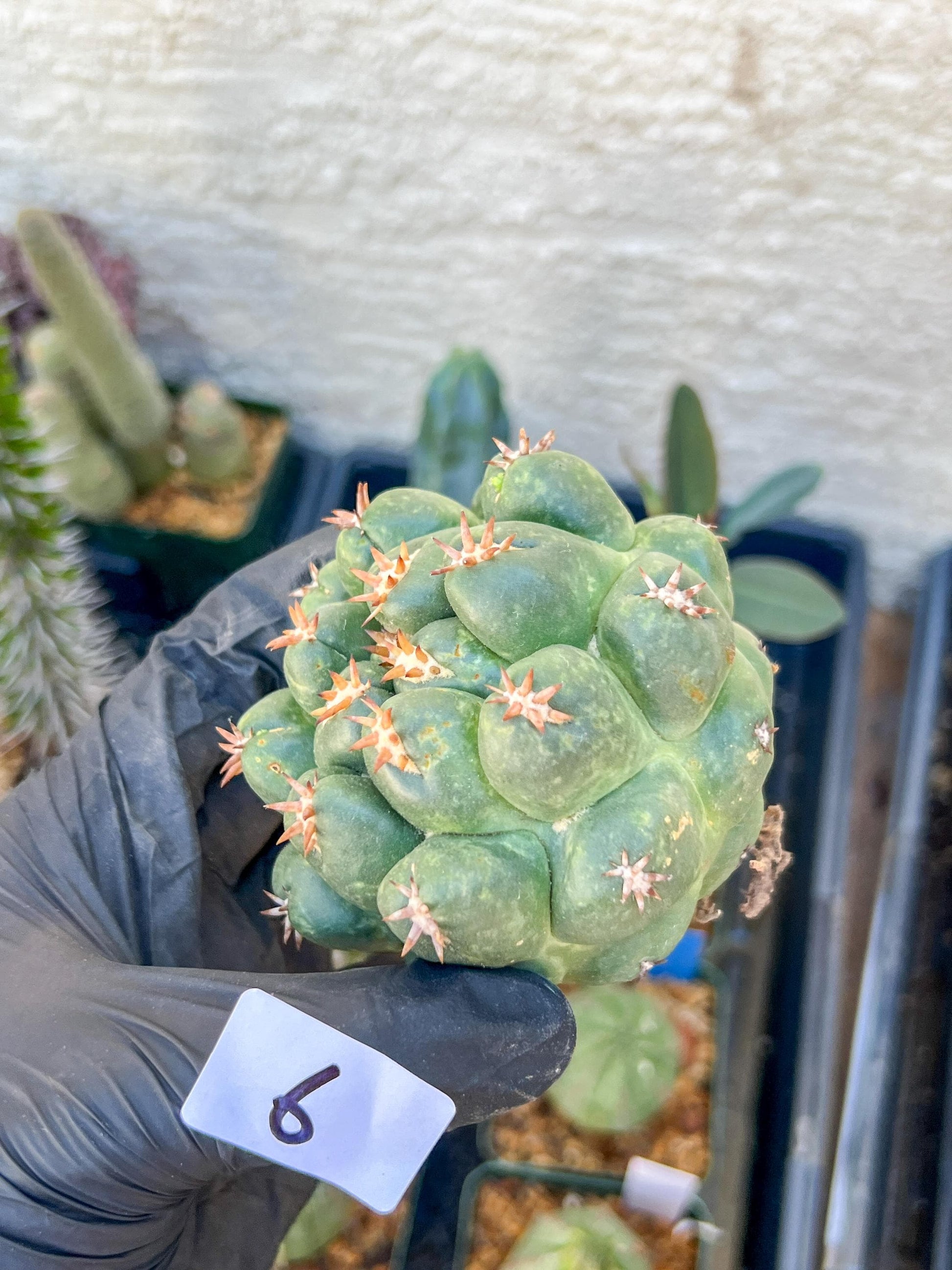 Mature Coryphantha Tanshi (#6) | Imported Cactus