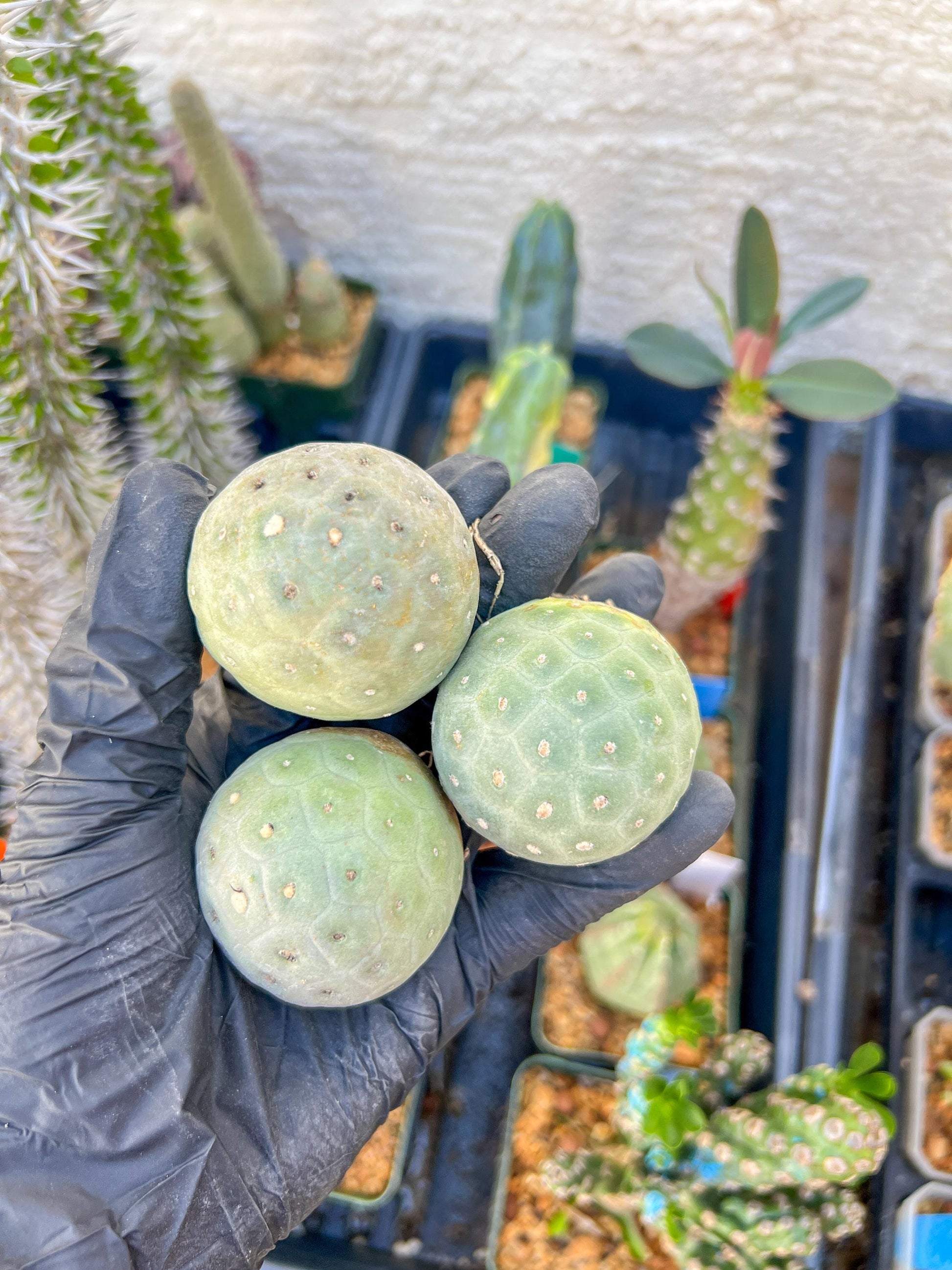 Rare Tephrocactus Geometricus: Single Ball Cactus