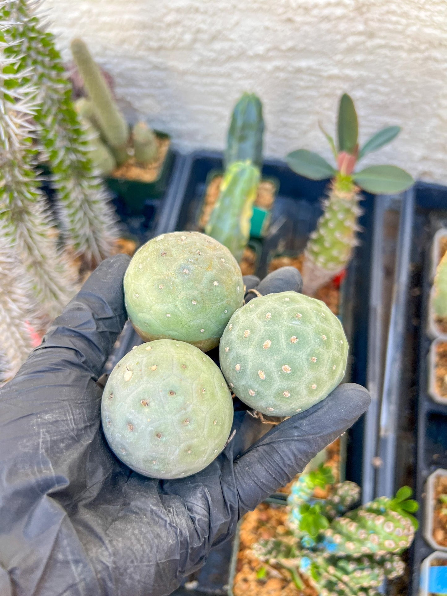 Rare Tephrocactus Geometricus: Single Ball Cactus
