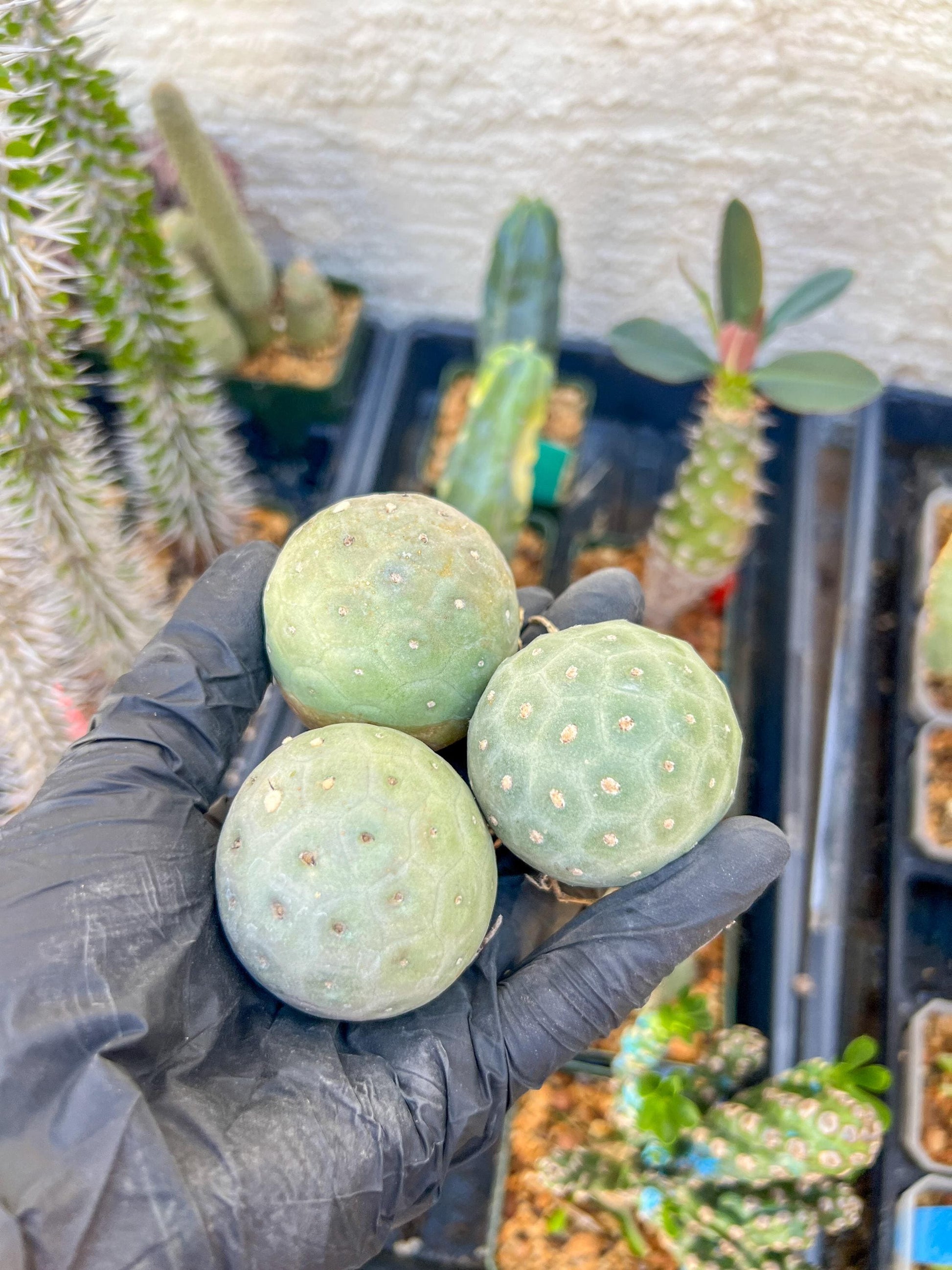 Rare Tephrocactus Geometricus: Single Ball Cactus