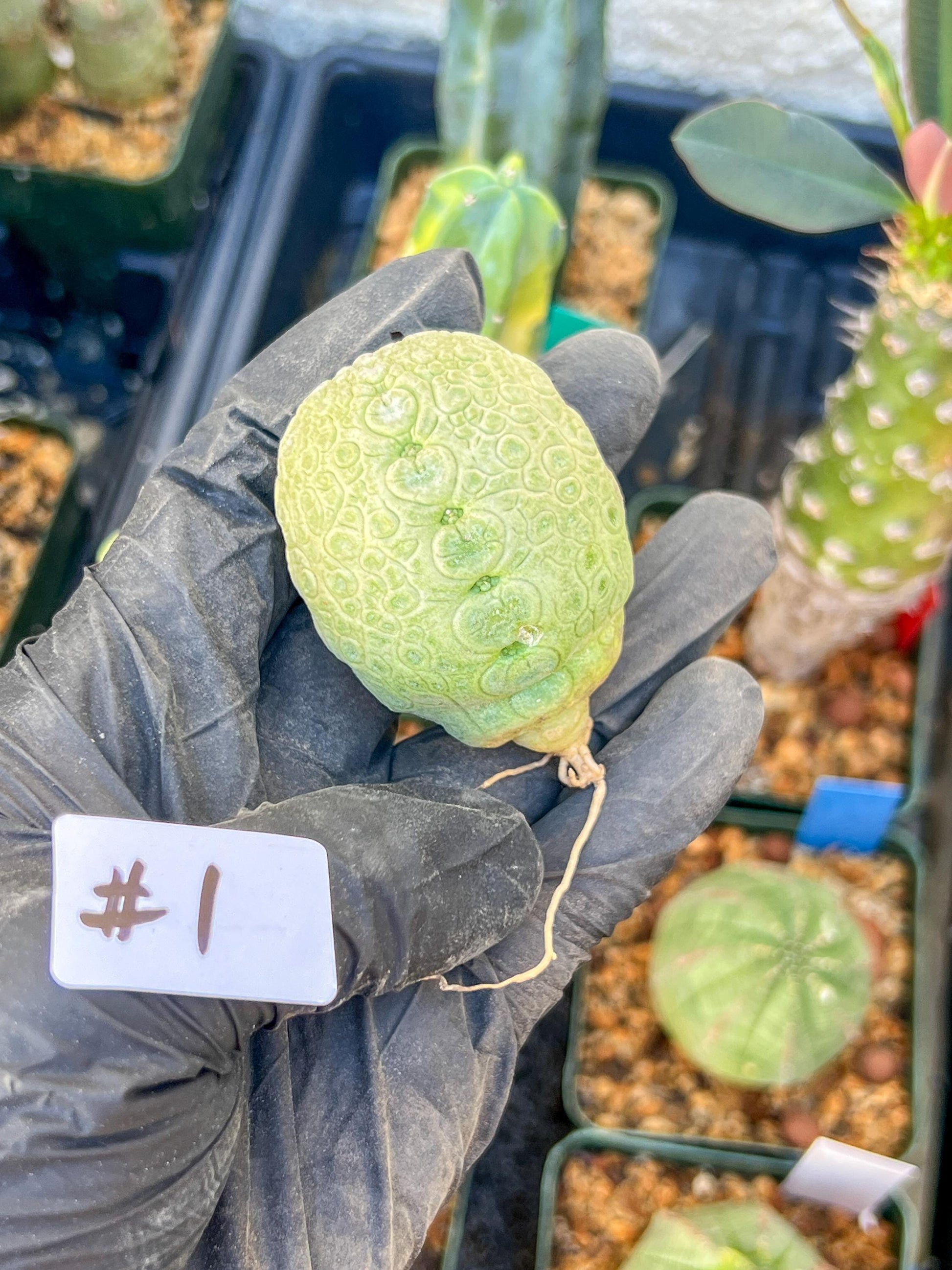 Migiurtinus Balls (#1~2) | Imported Cactus | Rare Succulent