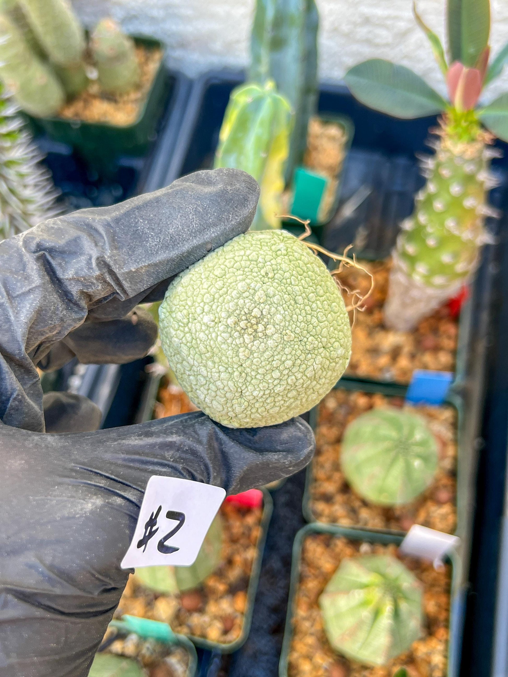 Migiurtinus Balls (#1~2) | Imported Cactus | Rare Succulent