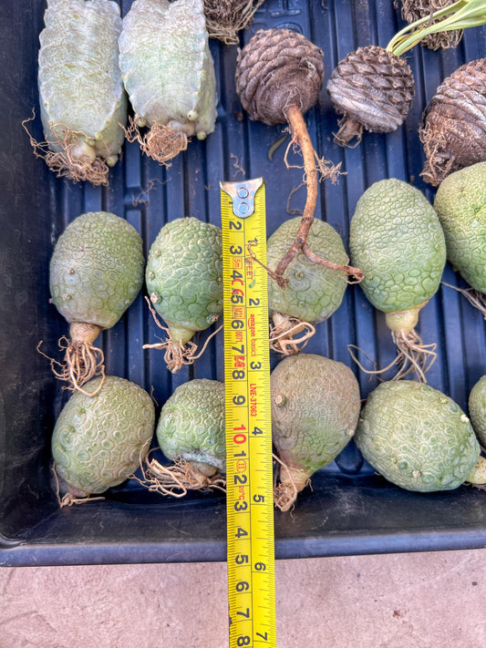 Migiurtinus Balls (#5~6) | Imported Cactus | Rare Succulent
