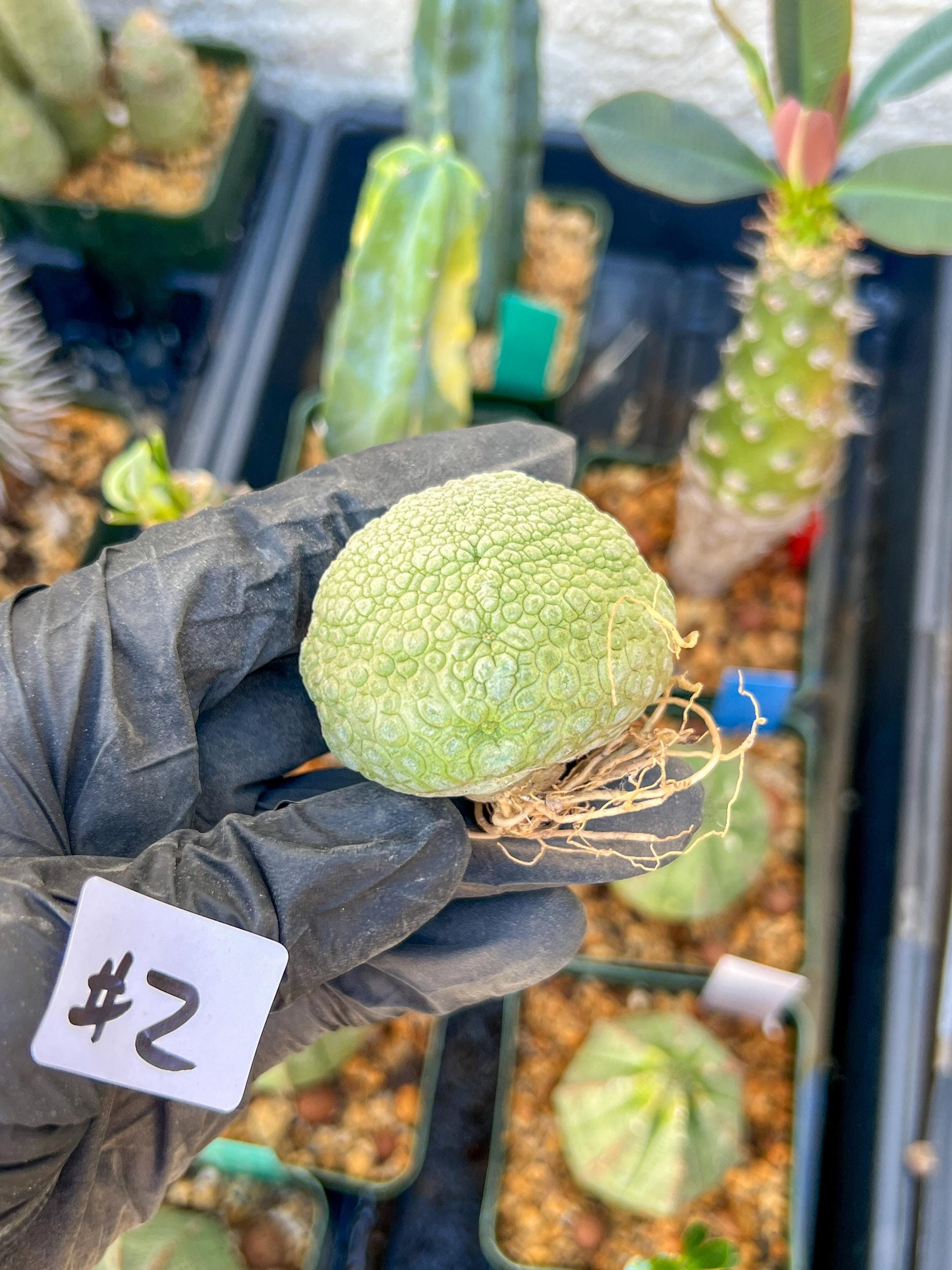 Migiurtinus Balls (#1~2) | Imported Cactus | Rare Succulent