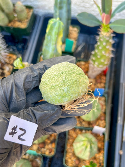 Migiurtinus Balls (#1~2) | Imported Cactus | Rare Succulent