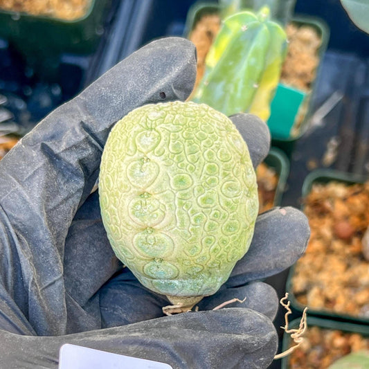 Migiurtinus Balls (#1~2) | Imported Cactus | Rare Succulent