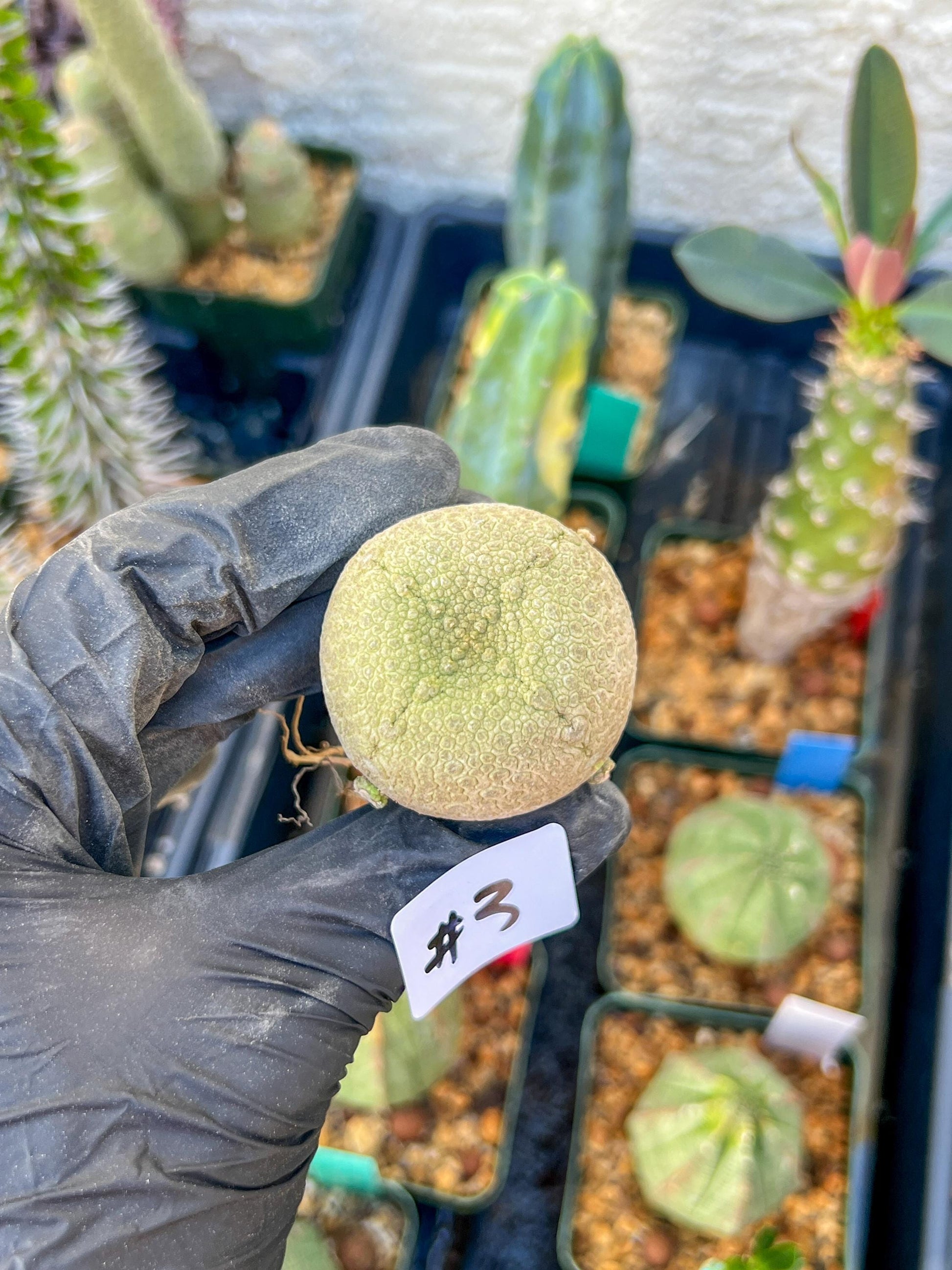 Migiurtinus Balls (#3~4) | Imported Cactus | Rare Succulent