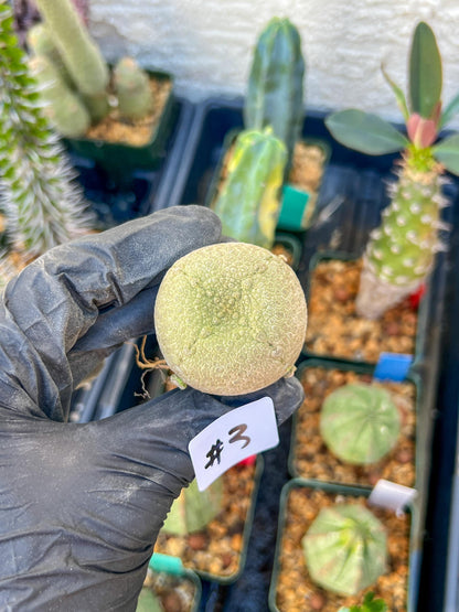 Migiurtinus Balls (#3~4) | Imported Cactus | Rare Succulent