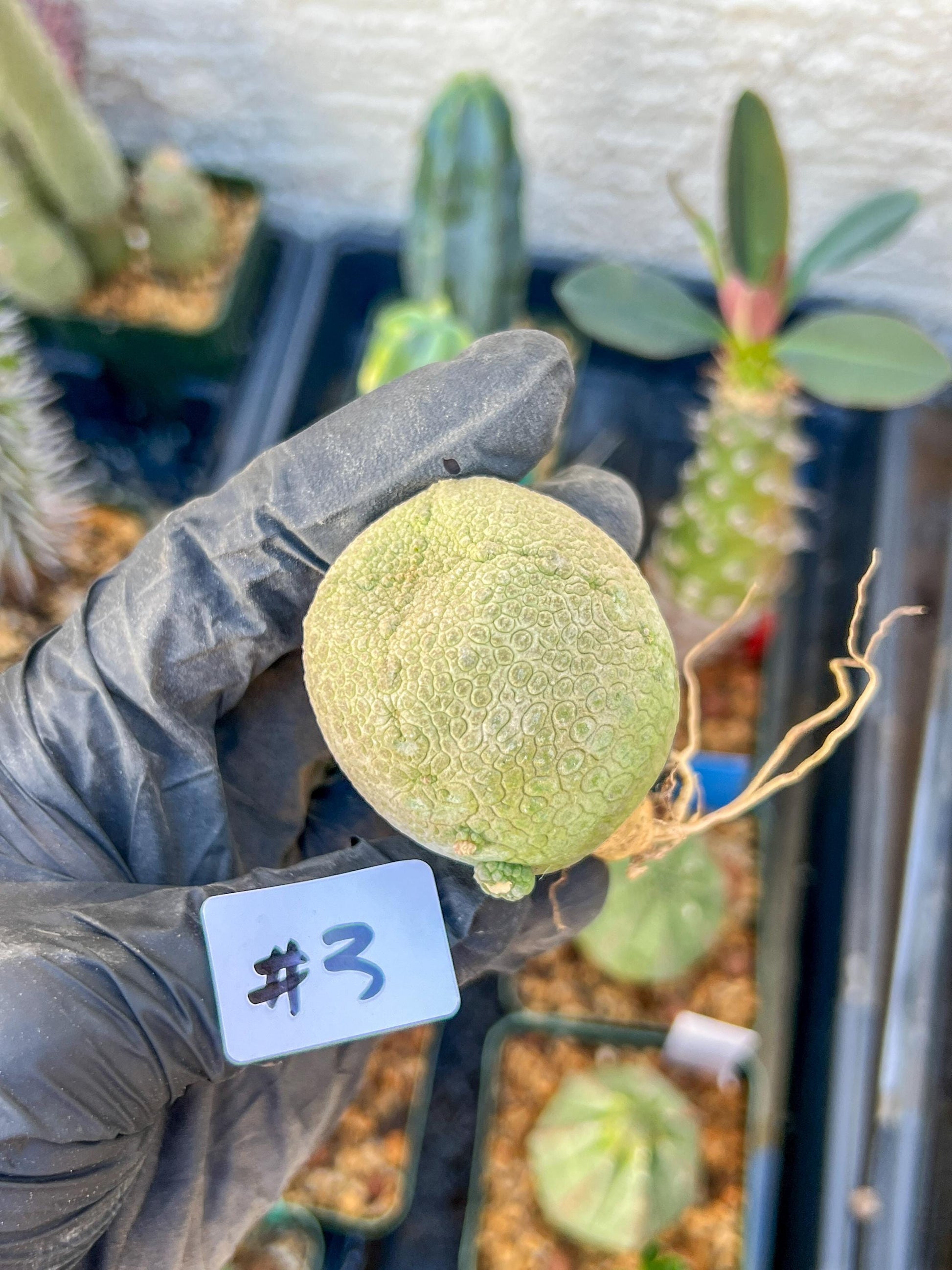 Migiurtinus Balls (#3~4) | Imported Cactus | Rare Succulent
