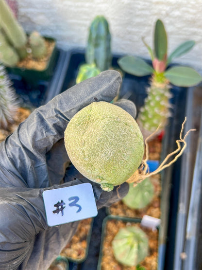 Migiurtinus Balls (#3~4) | Imported Cactus | Rare Succulent