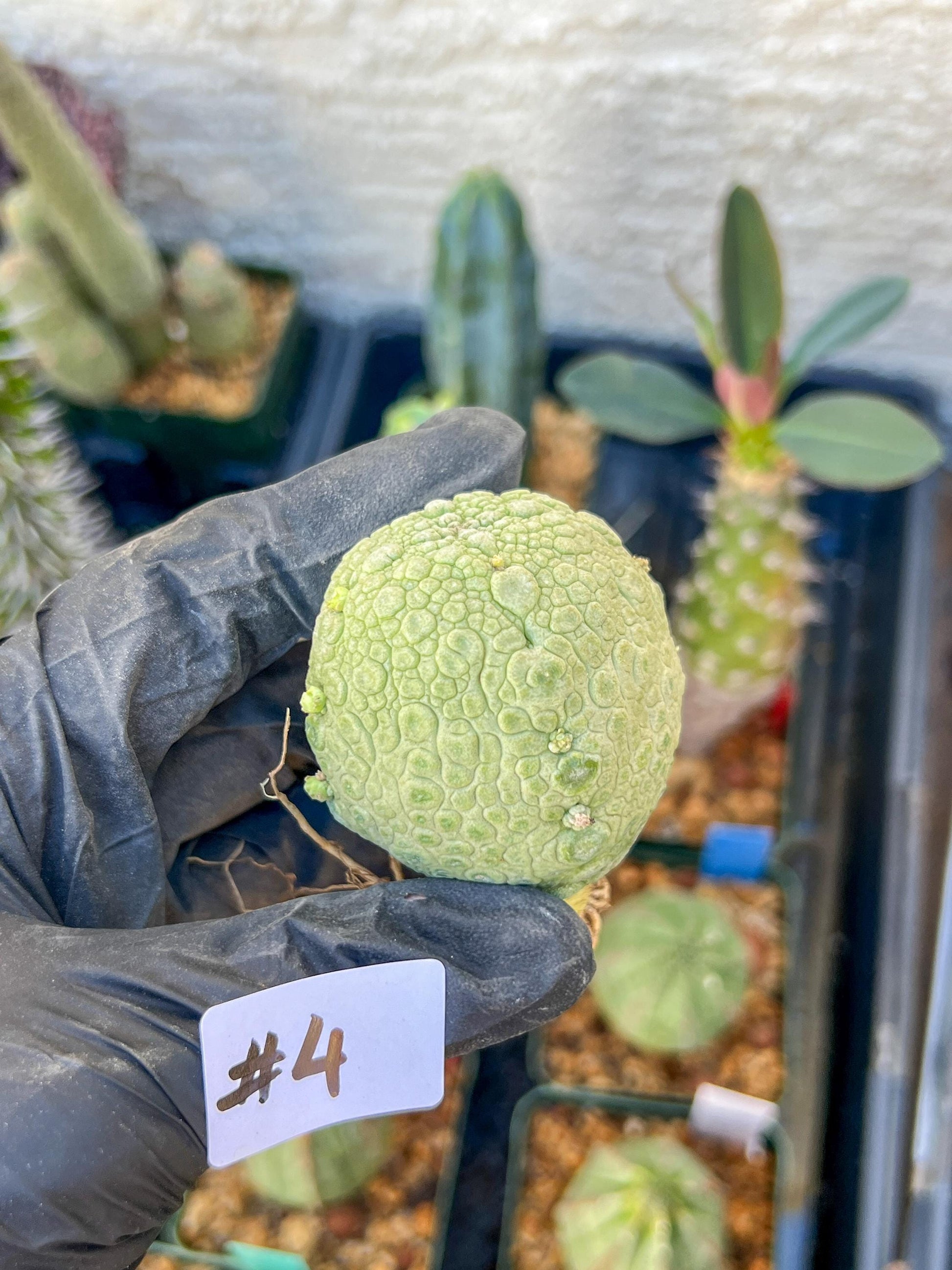 Migiurtinus Balls (#3~4) | Imported Cactus | Rare Succulent