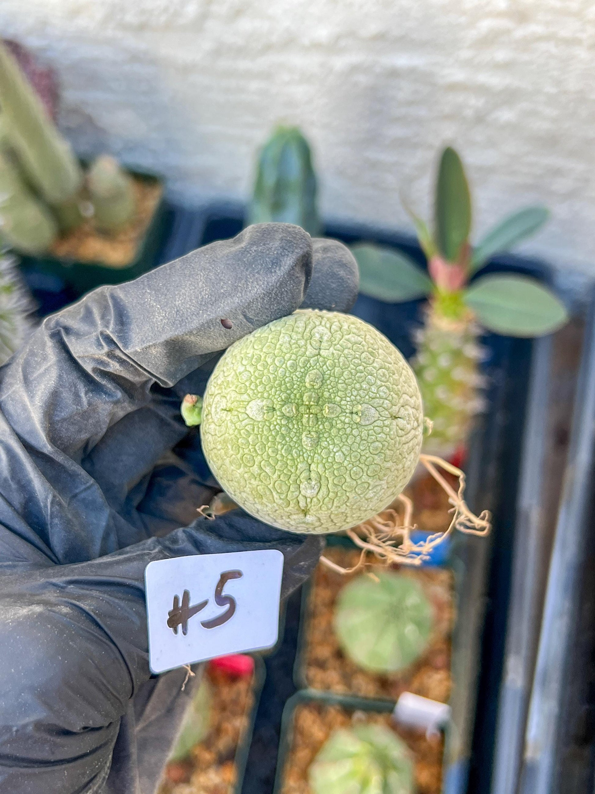 Migiurtinus Balls (#5~6) | Imported Cactus | Rare Succulent