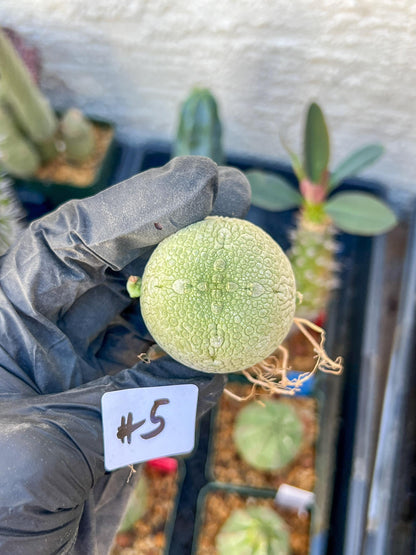 Migiurtinus Balls (#5~6) | Imported Cactus | Rare Succulent