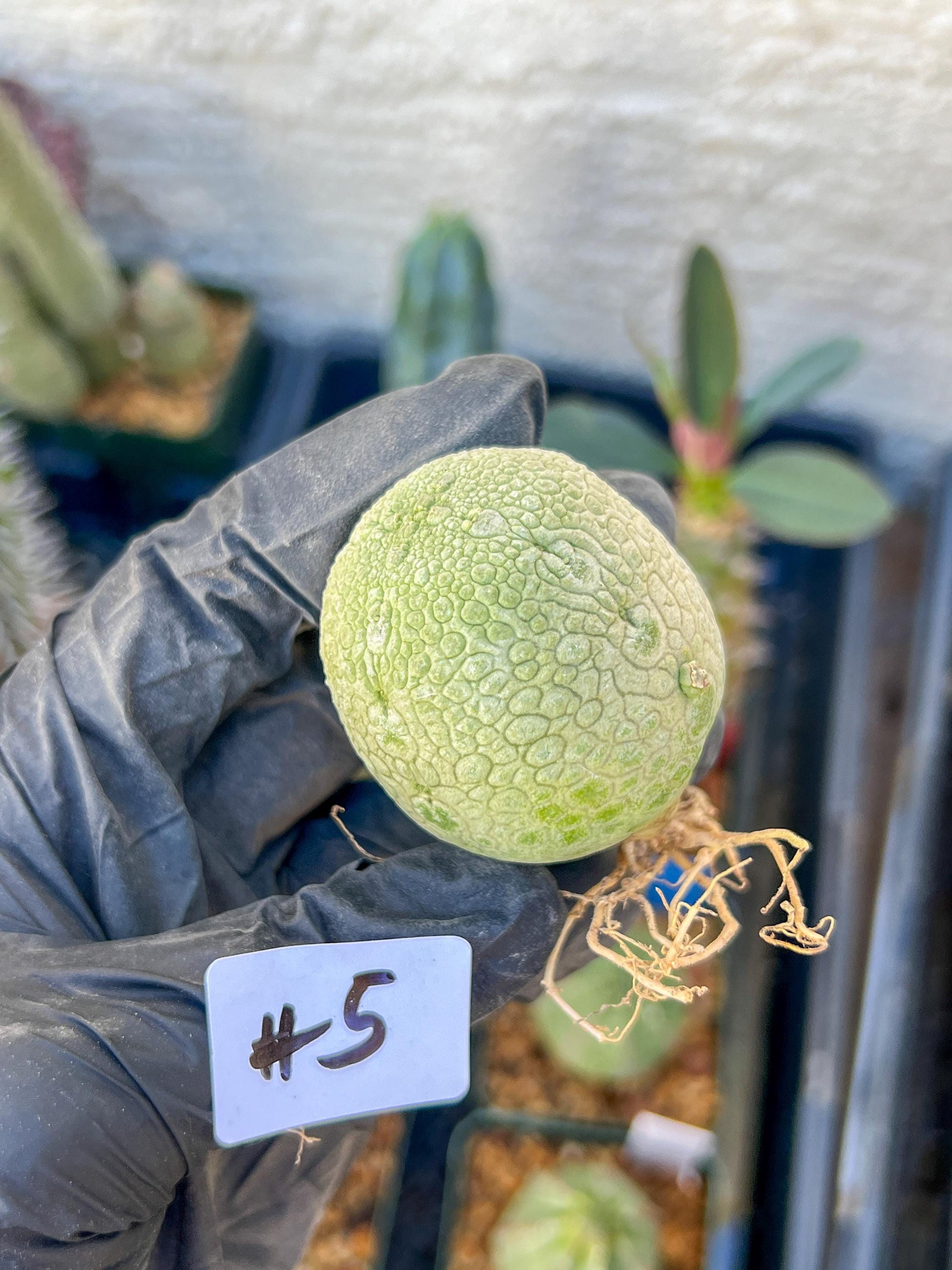 Migiurtinus Balls (#5~6) | Imported Cactus | Rare Succulent
