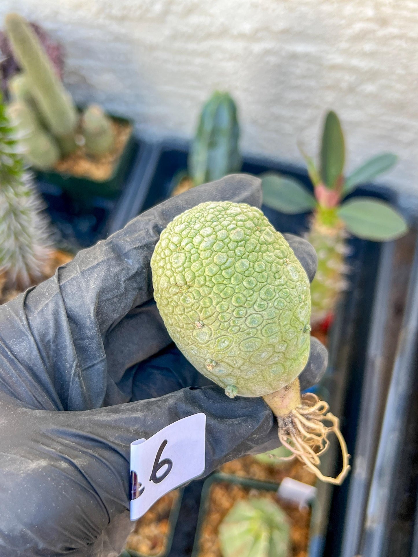 Migiurtinus Balls (#5~6) | Imported Cactus | Rare Succulent