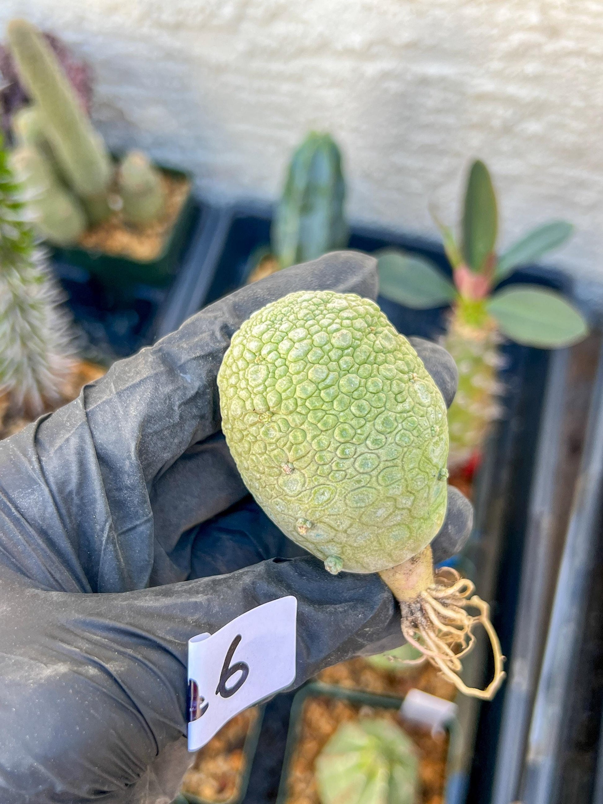 Migiurtinus Balls (#5~6) | Imported Cactus | Rare Succulent