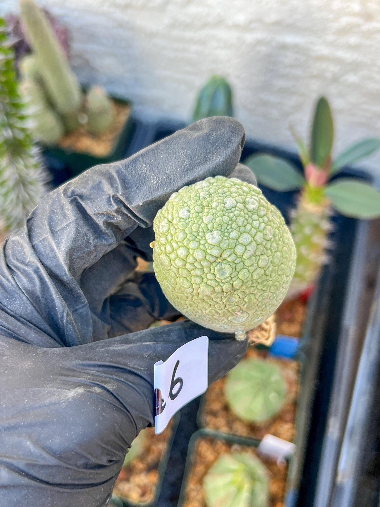 Migiurtinus Balls (#5~6) | Imported Cactus | Rare Succulent
