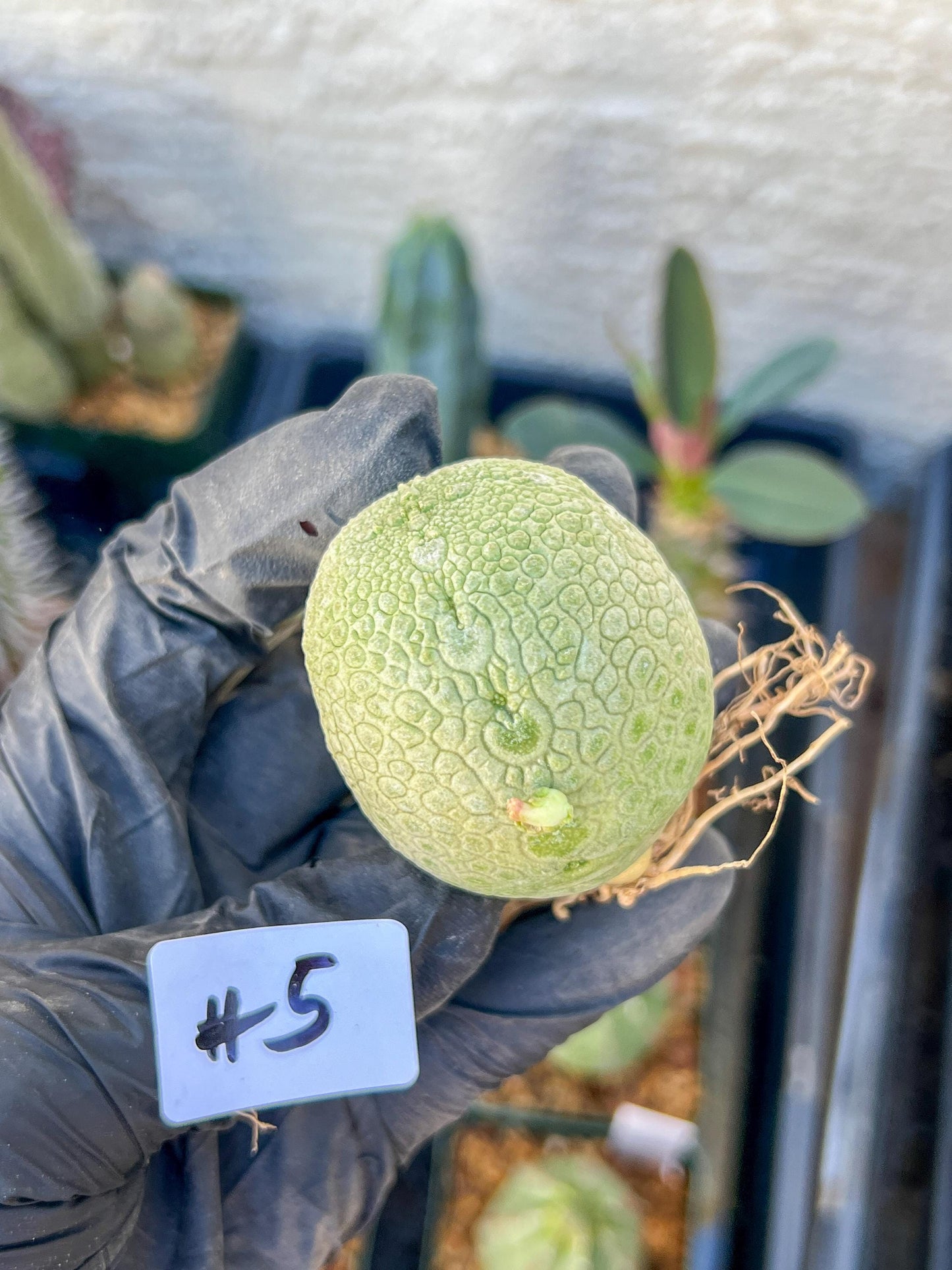 Migiurtinus Balls (#5~6) | Imported Cactus | Rare Succulent