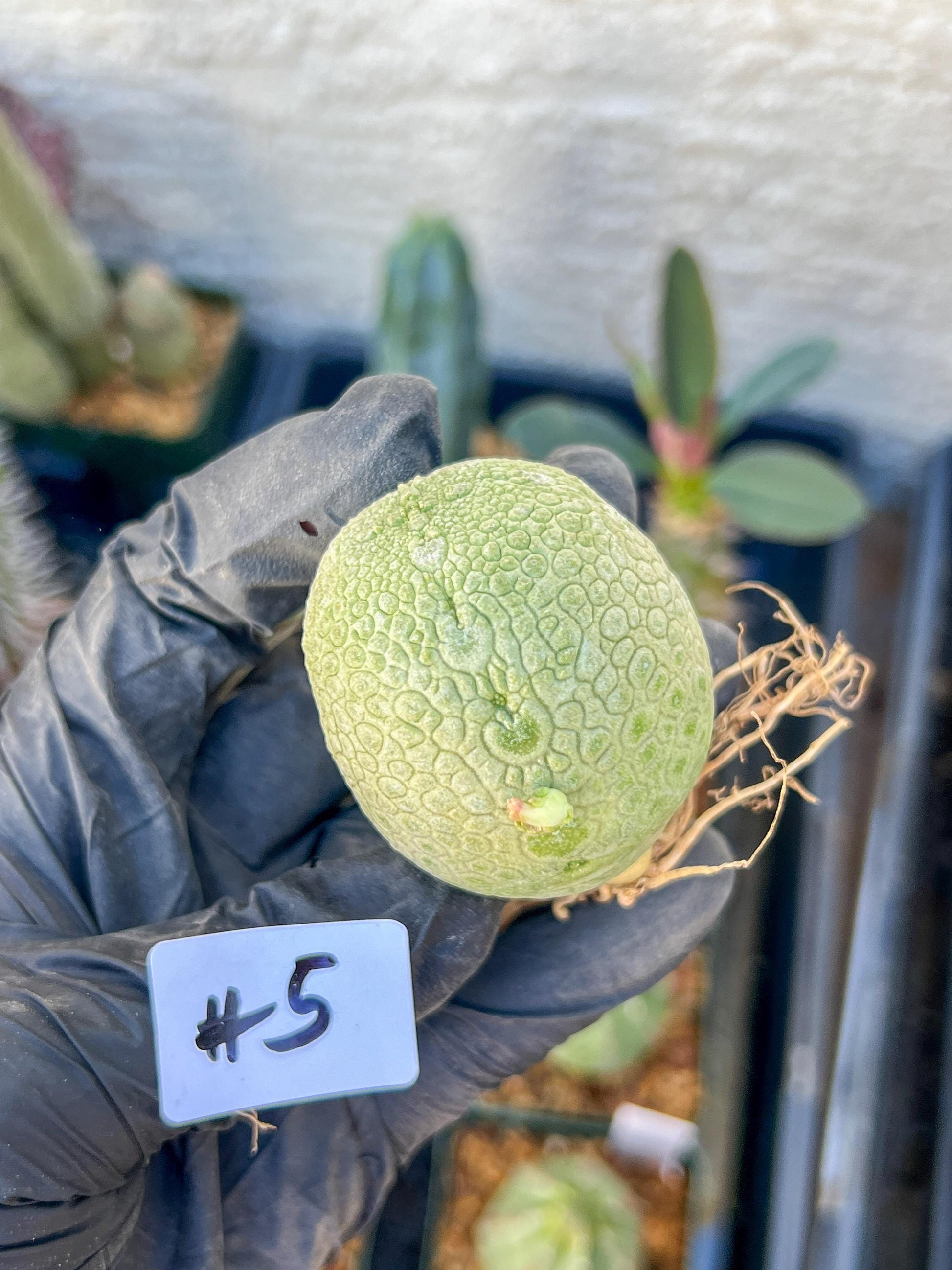 Migiurtinus Balls (#5~6) | Imported Cactus | Rare Succulent