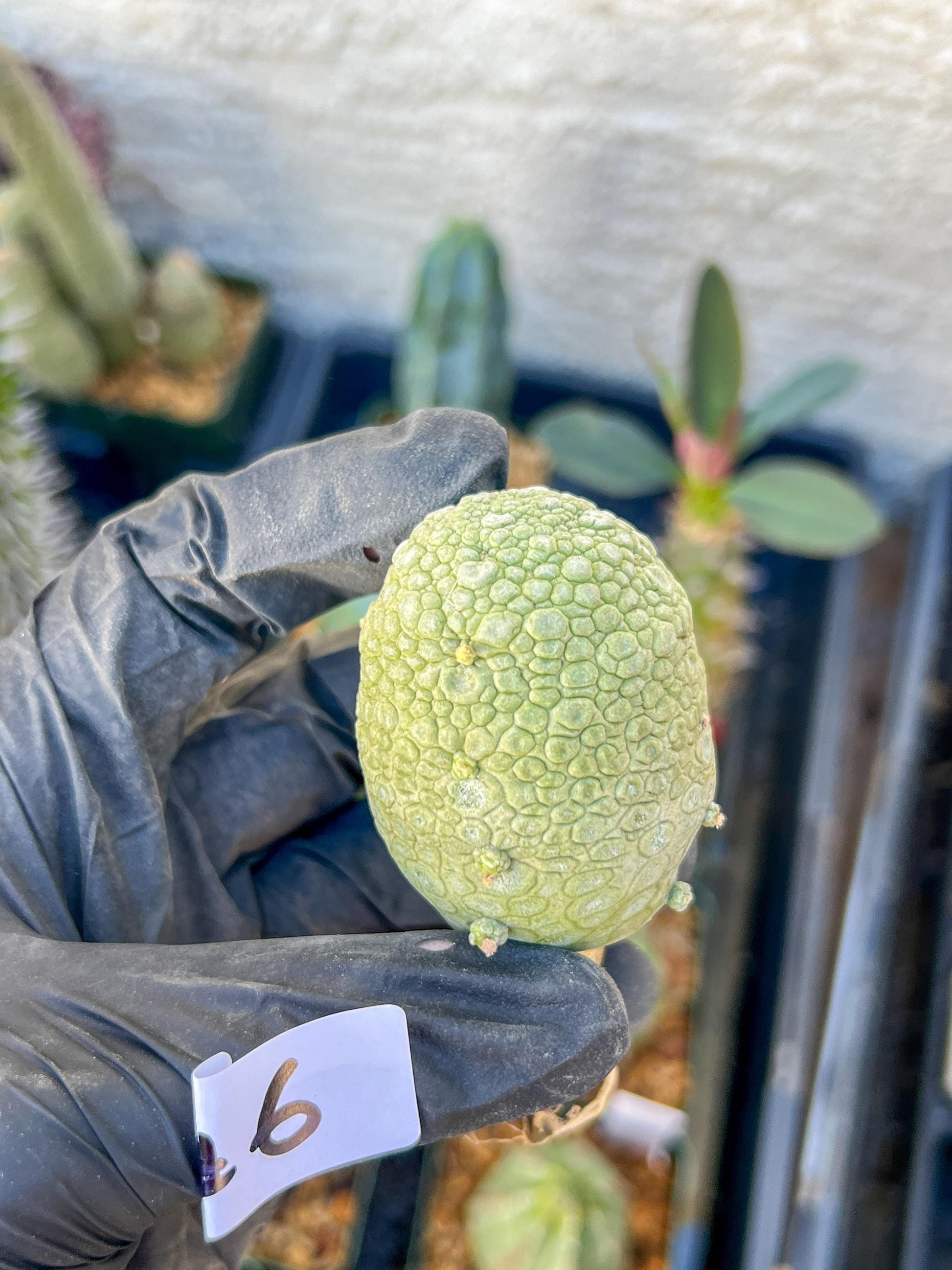 Migiurtinus Balls (#5~6) | Imported Cactus | Rare Succulent