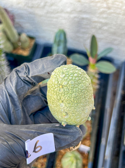 Migiurtinus Balls (#5~6) | Imported Cactus | Rare Succulent