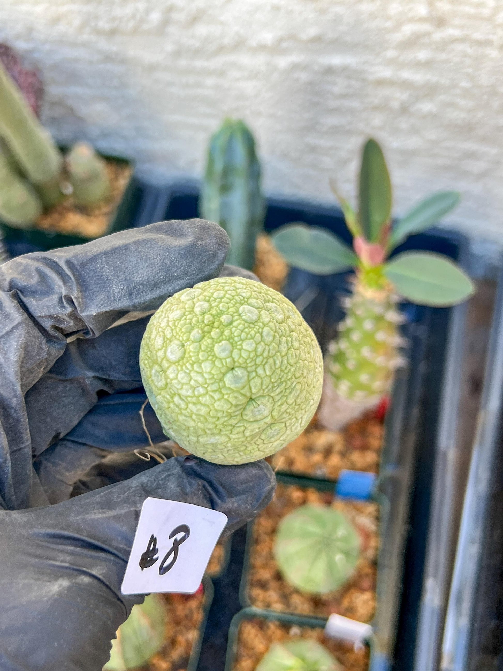 Migiurtinus Balls (#7~8) | Imported Cactus | Rare Succulent