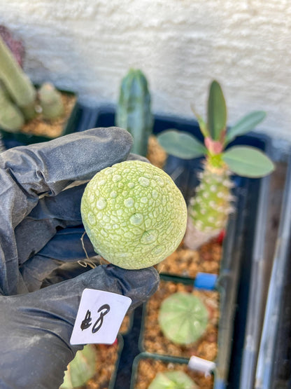 Migiurtinus Balls (#7~8) | Imported Cactus | Rare Succulent