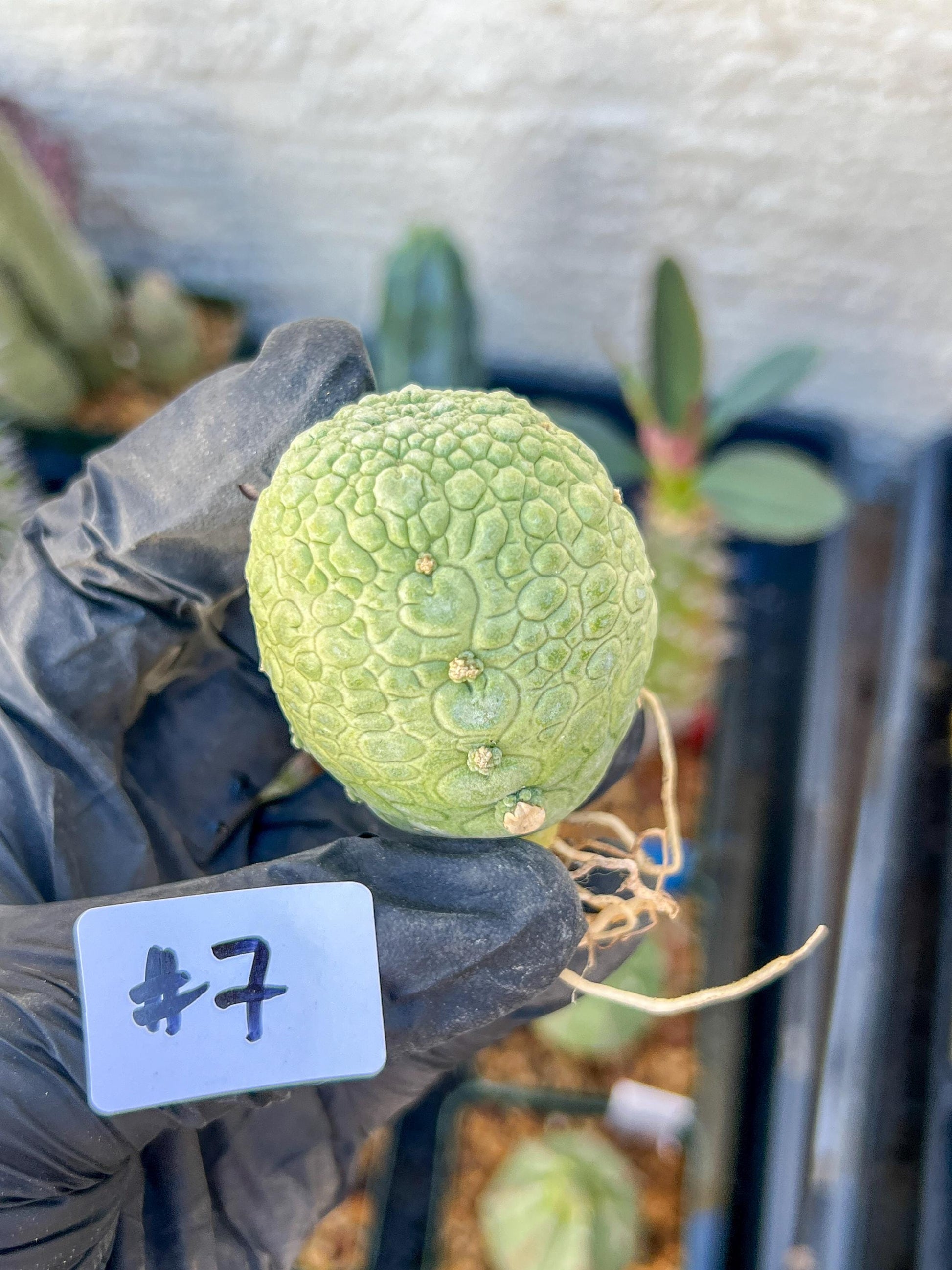 Migiurtinus Balls (#7~8) | Imported Cactus | Rare Succulent