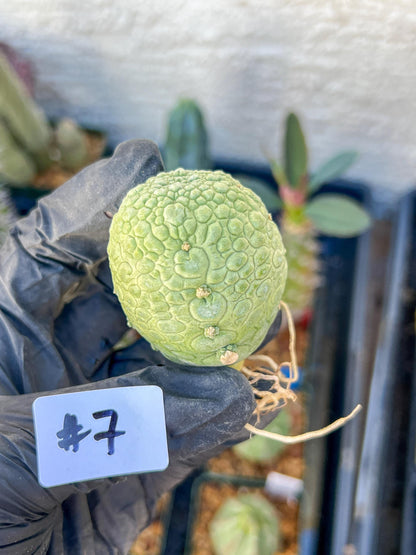 Migiurtinus Balls (#7~8) | Imported Cactus | Rare Succulent