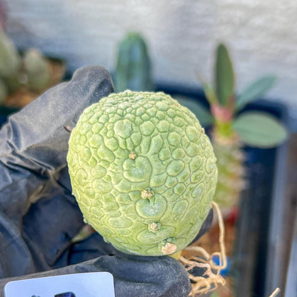 Migiurtinus Balls (#7~8) | Imported Cactus | Rare Succulent