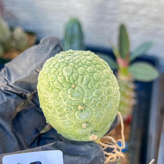Migiurtinus Balls (#7~8) | Imported Cactus | Rare Succulent