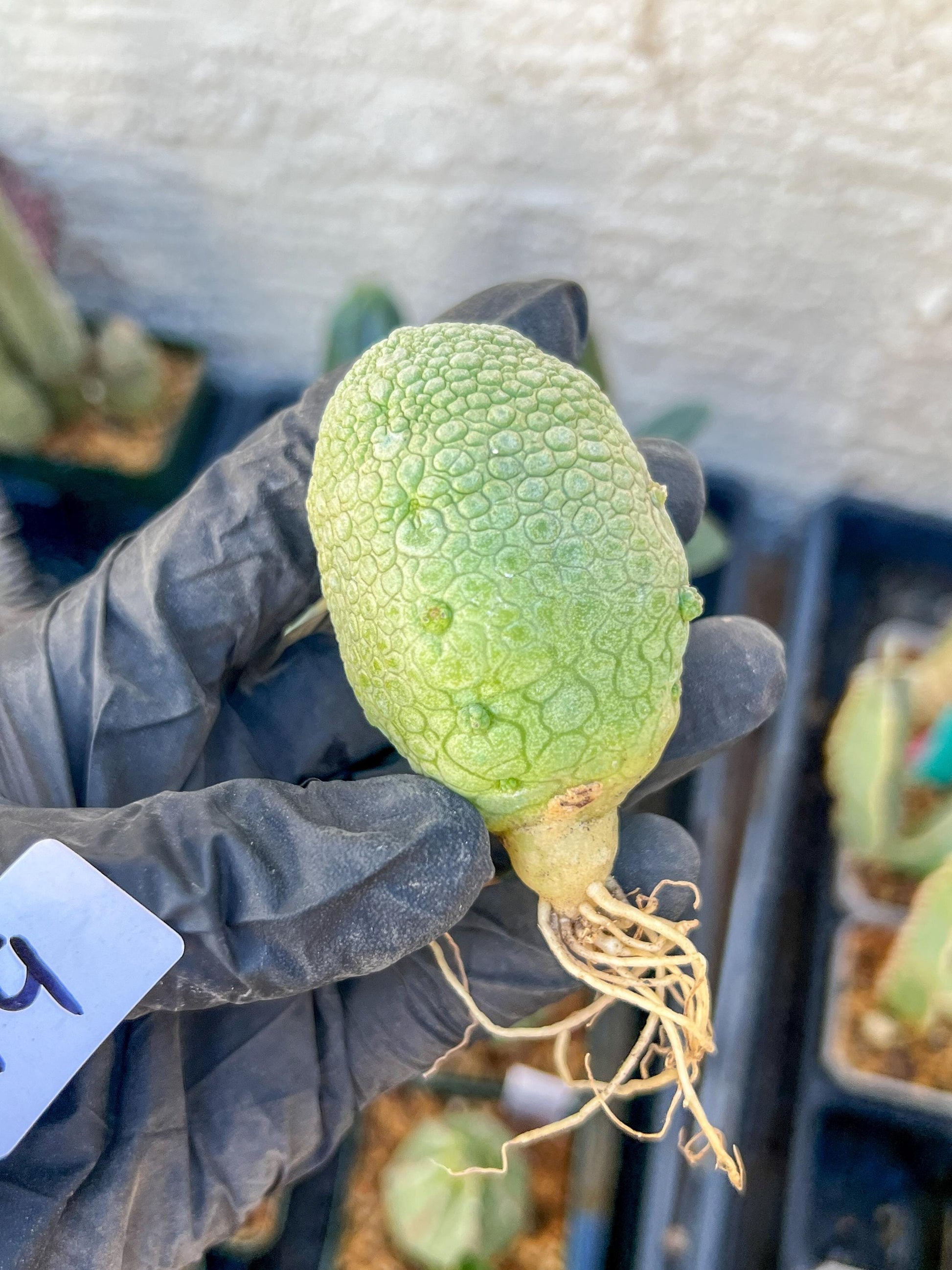 Migiurtinus Balls (#9~10) | Imported Cactus | Rare Succulent