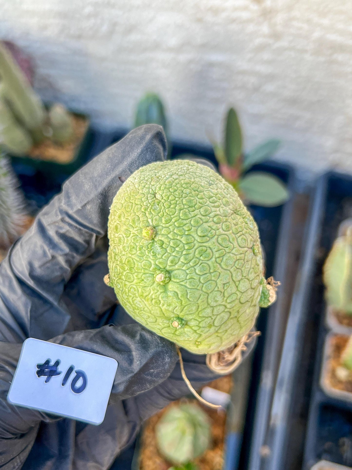 Migiurtinus Balls (#9~10) | Imported Cactus | Rare Succulent